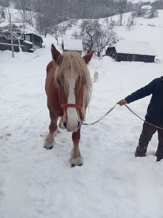 Iapă bună de 5 ani