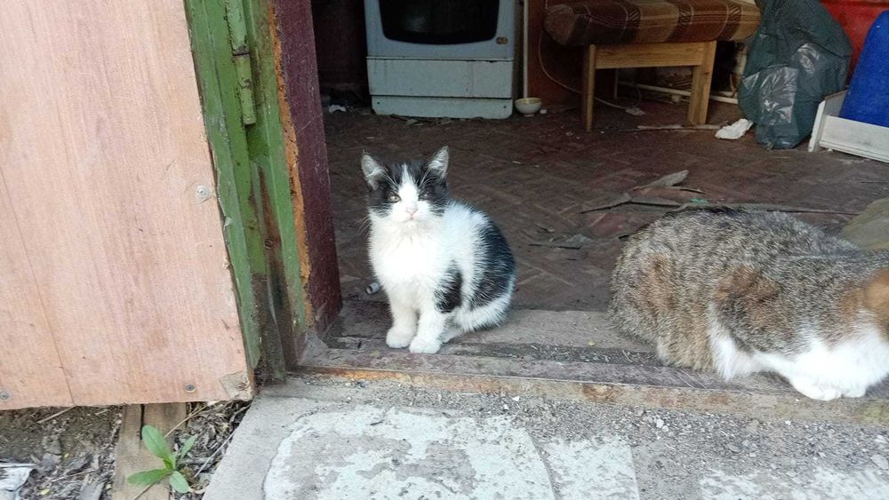 Отдам котят в добрые руки