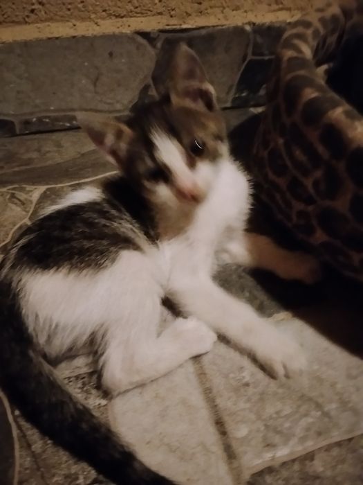 Pui de pisica adopție