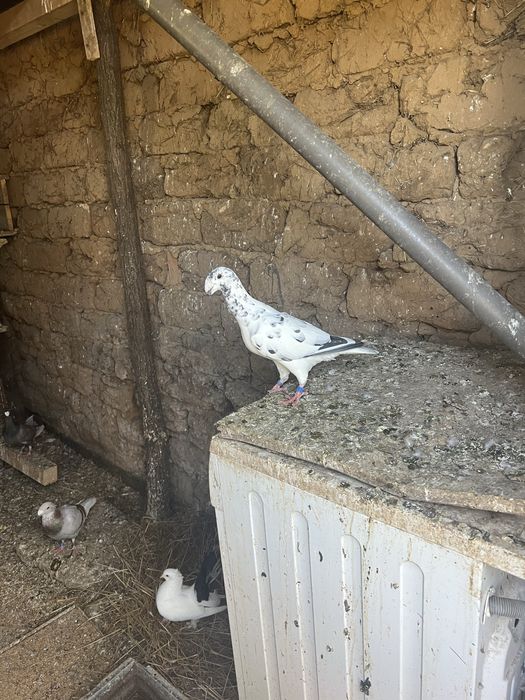 Vand porumbei germani