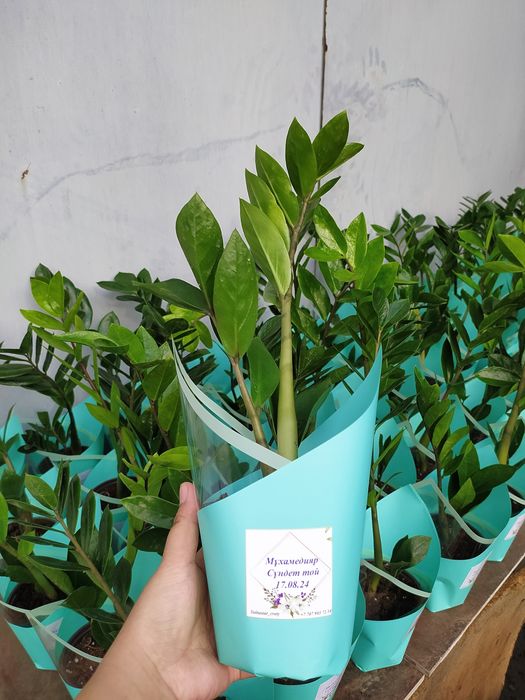 Хит Тойбастар/Бонбоньерки