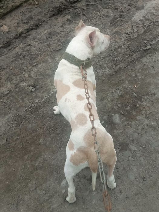 Пидбул 5 айлык күшык Әлы