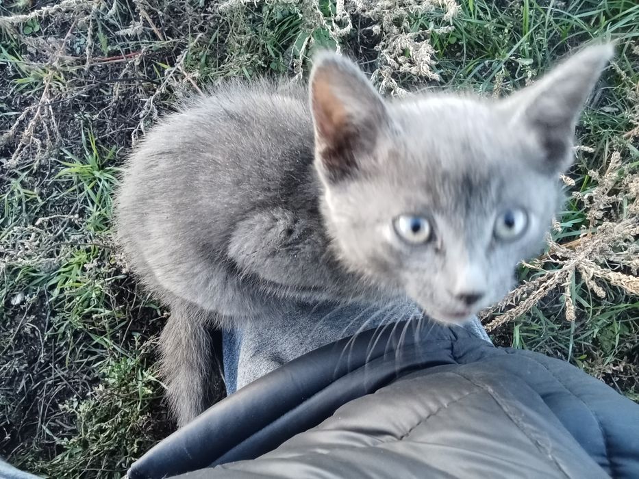 Нашла котёнка породы русска  голубая