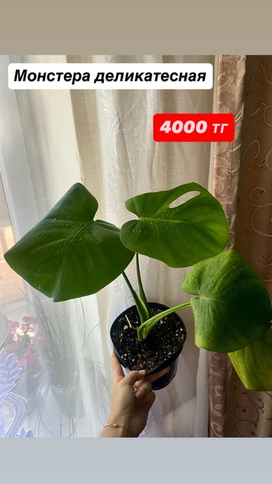 Комнатные цветы.