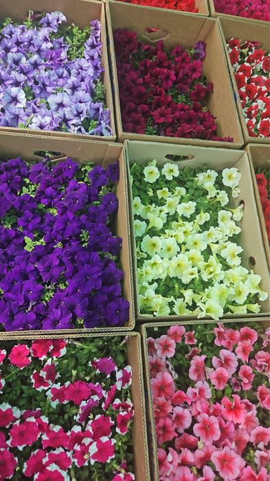 Петуния Сальфия Бархатцы