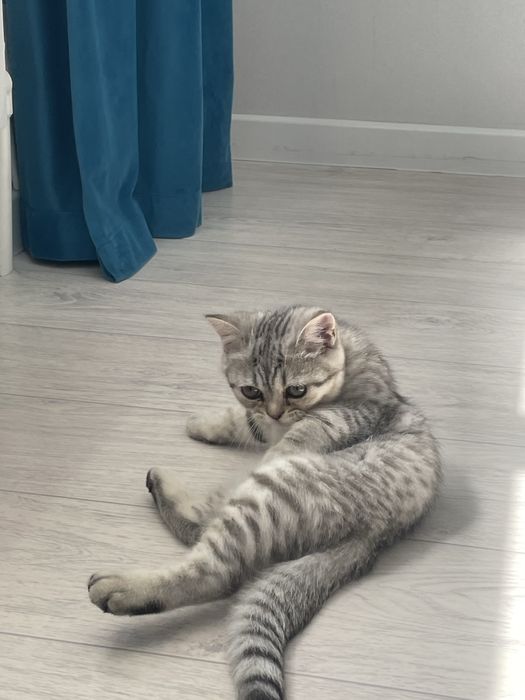 Кошка британская