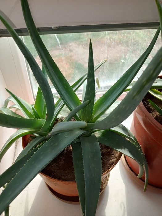 Продам цветы алое