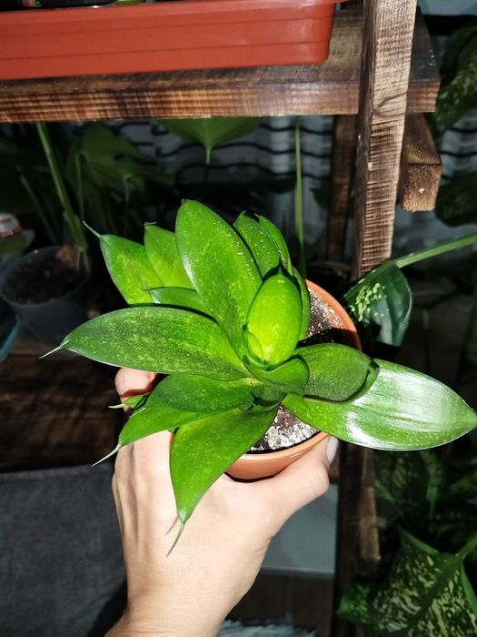 Комнатные растения