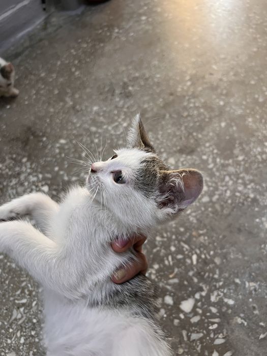 Котята ищут новый дом!