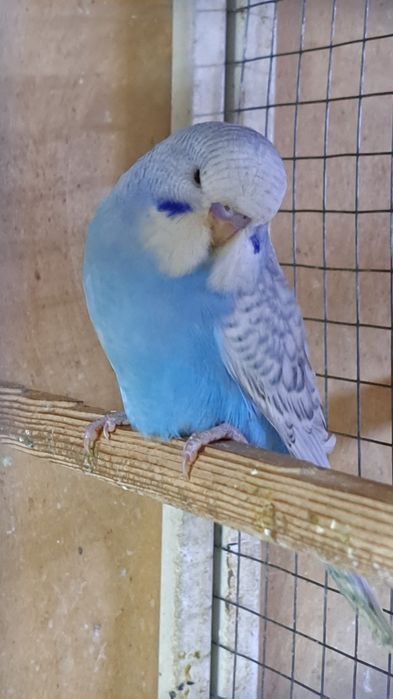 Выстовачные папугаи