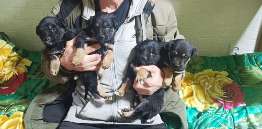 Щенки в добрые руки