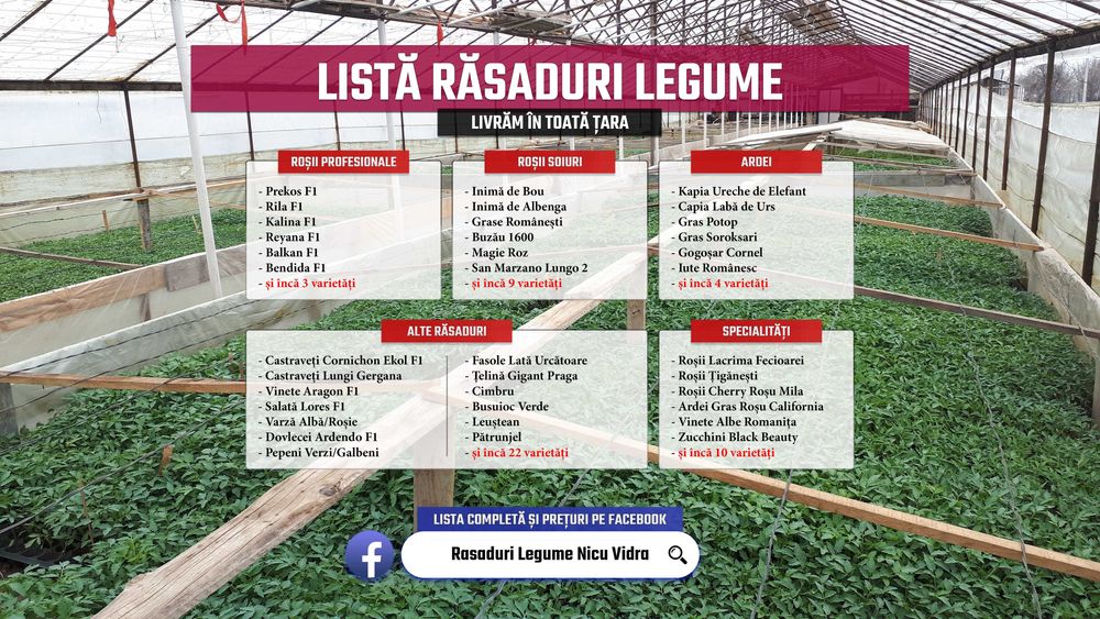 Vand rasaduri legume : Rasad de rosii \ tomate castraveti ardei vinete
