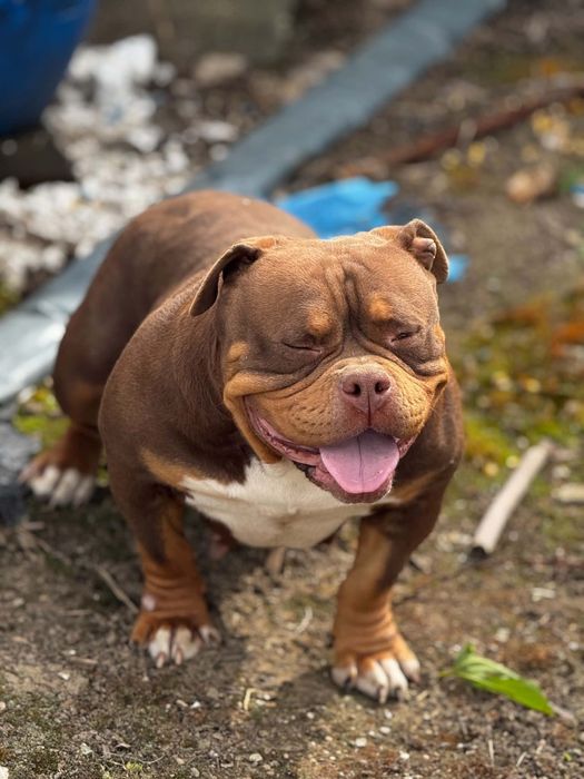American bully pocket