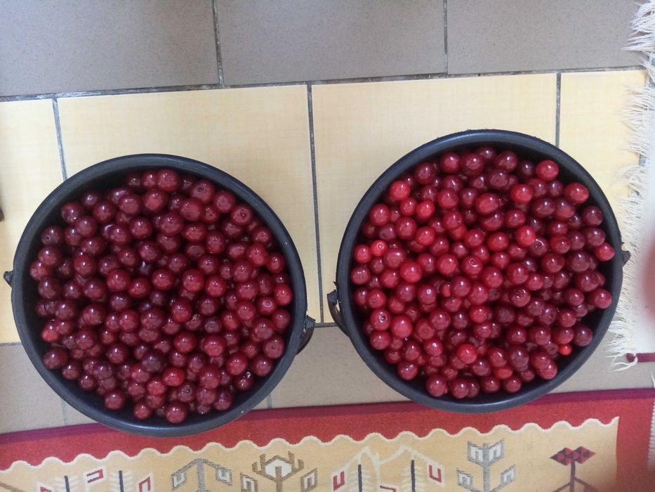 ПРОДАМ садовую вишню