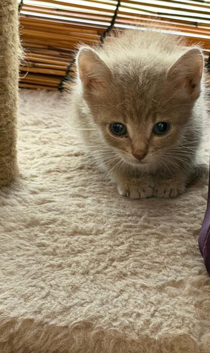 В добрые руки 2 котята