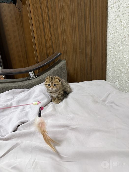 Scottish fold golden shaded 2 oylik