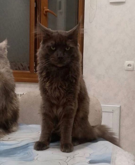 Мейн кун девочка