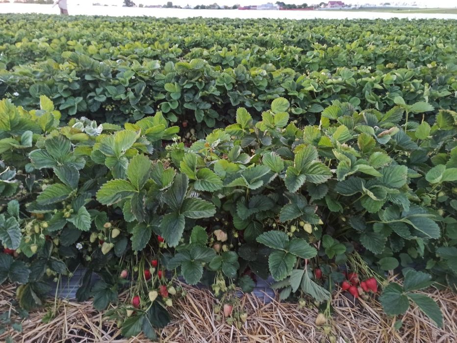 Stoloni capsuni Albion și soiuri unifere