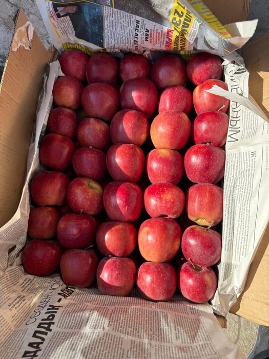 Срочно продам оптом яблоки