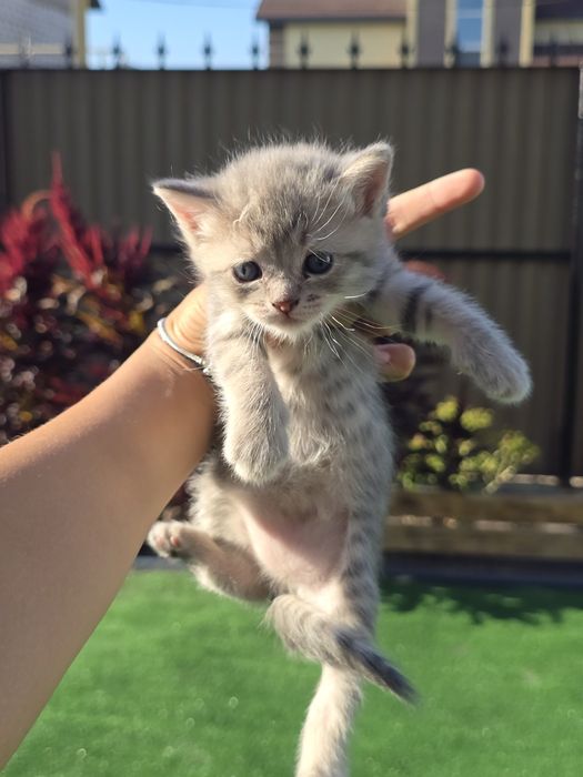 Отдаем котят в добрые руки