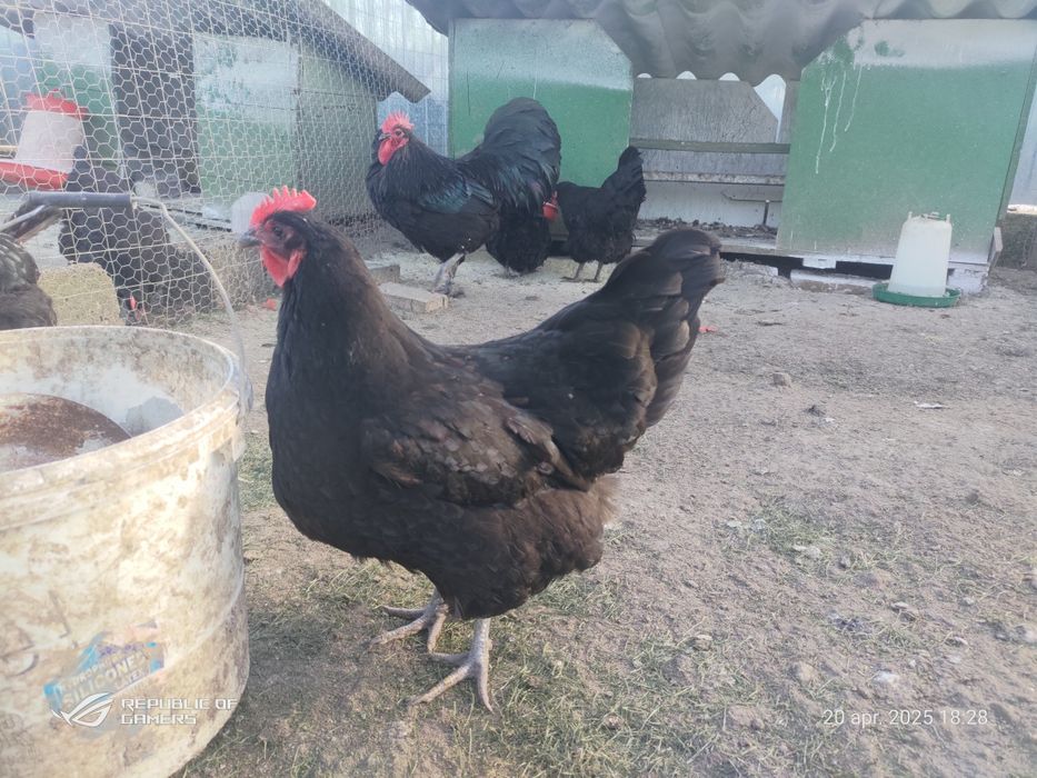 Pui de găină australorp  si rasă mixtă