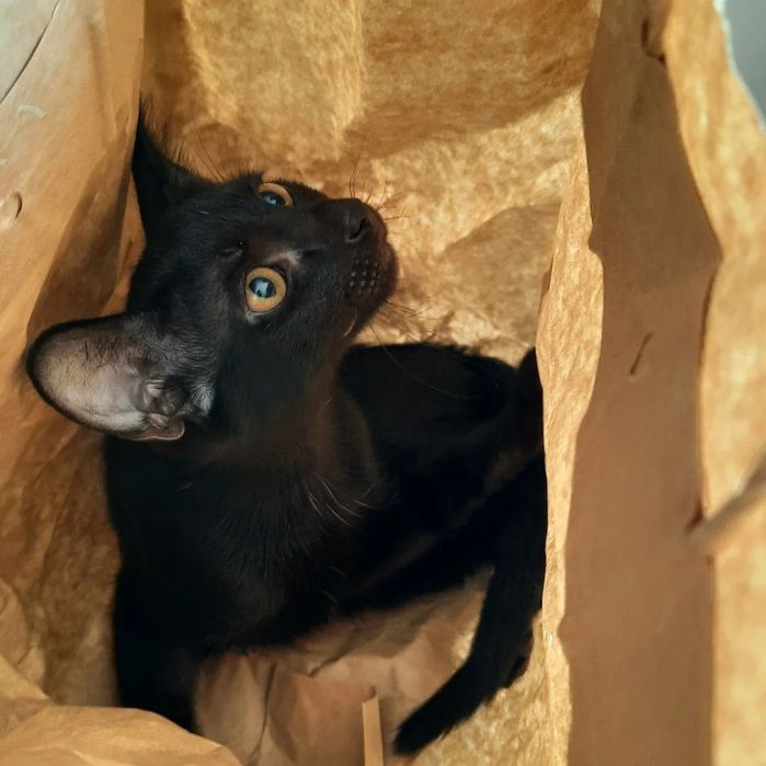 В добрые руки, кот, красавец Сириус