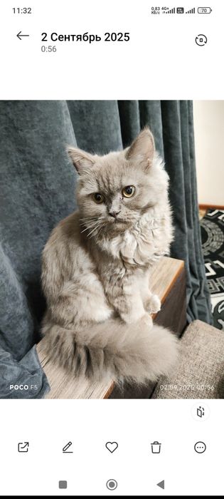 Скотиш страйт (Кот) 7 месяц