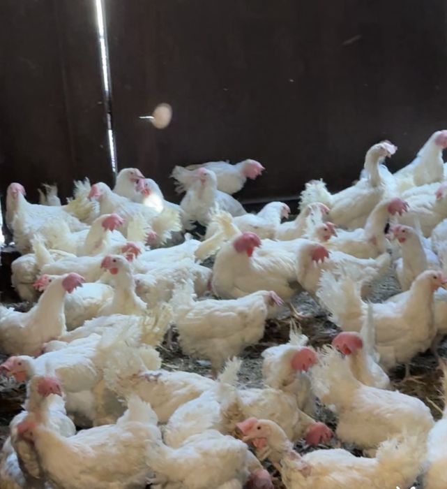Куры несушки белые