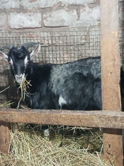 Продам козлика молодого 7 месяцев, породы Альпиец