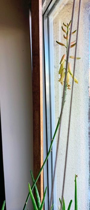 FLOARE pentru copii ALoe VERA Barbandensis