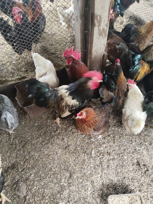 Продам петухов домашних