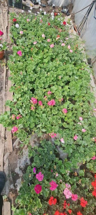 Пеларгониум мушкато Pelargonium – разцъфнало, здраво вкоренено растение ярки цветове (червено, розово, бяло) цветя за балкон, тераса, саксии и градина