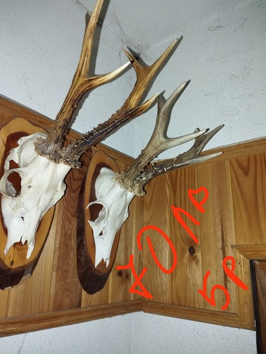 Различни Рога от срандаци