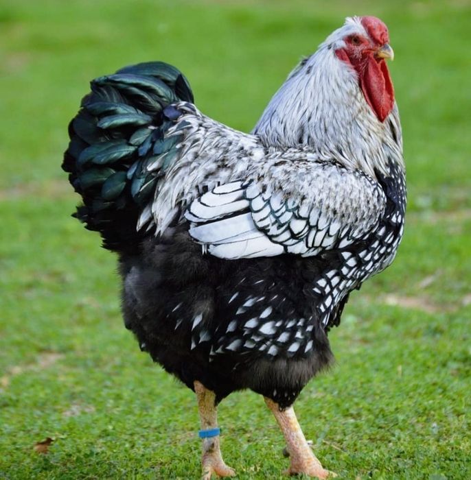 Виандот серебро на продажу