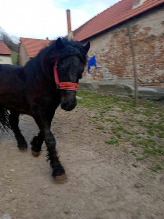 De vanzare 2 armasari