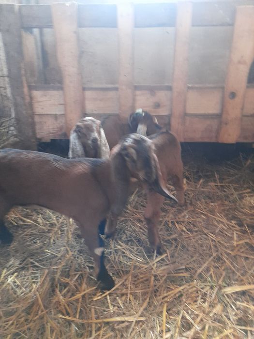 Vând 2 țapi Anglo nubieni