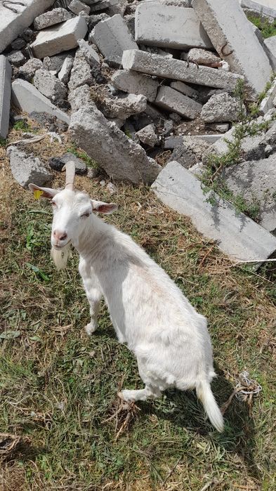 Сатам ешкі пародасы заинский лағымен