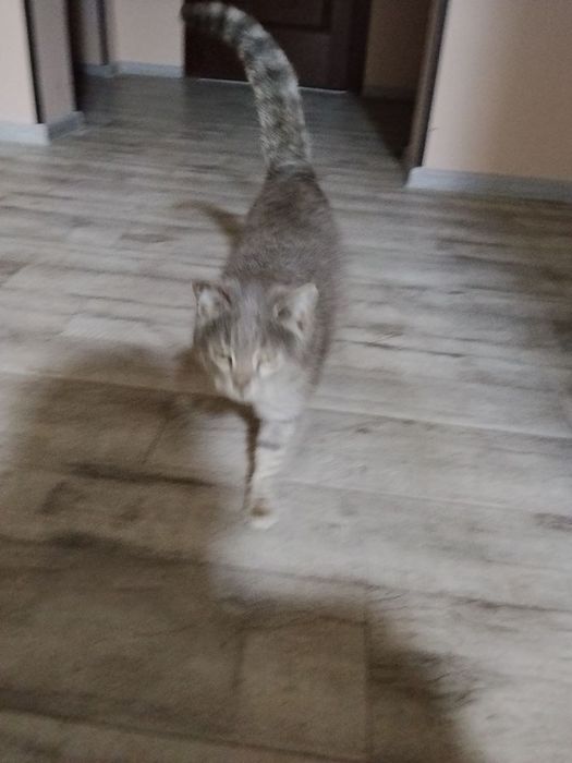 Кошка домашняя, послушная