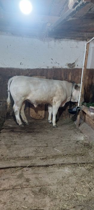 Vaca la a 3a fătare