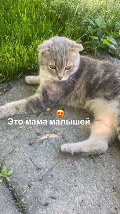 Вислоухие котята