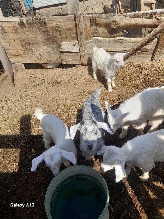 Занен лактар сатылады