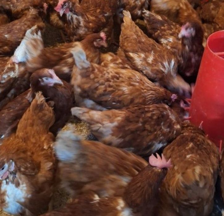 Продам кур ломан 9 месяцев им несутся крупный яйцы