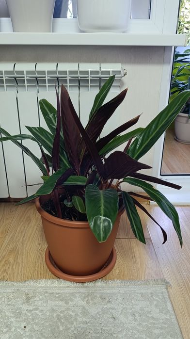 Строманта большая