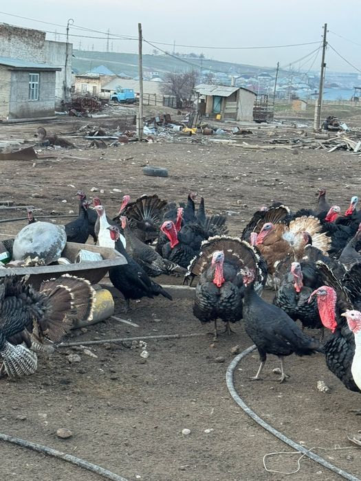 Индюк гибрид еты жаксы