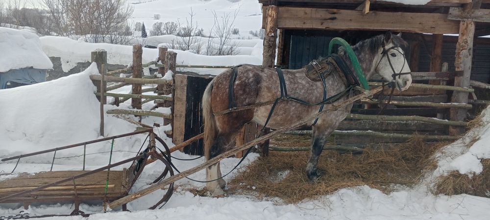 Продам мерина,4 года