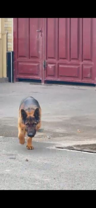 Немецкий щенков сатылады 2айлық еркек күшік