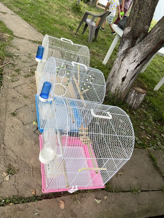 Colivii mari pasari exotice