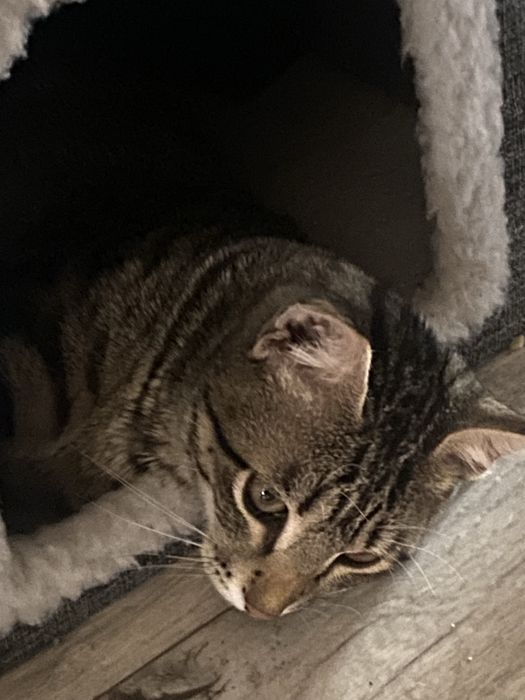 Отдам кота бесплатно