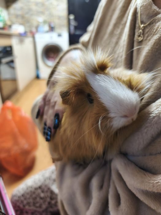 Donez porcușor de guineea