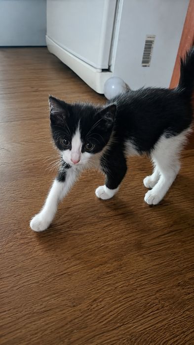 Котенок в добрые руки